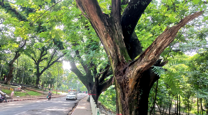 কংক্রিটের আস্তরণে প্রাণশক্তি হারাচ্ছে সিআরবির গাছ 